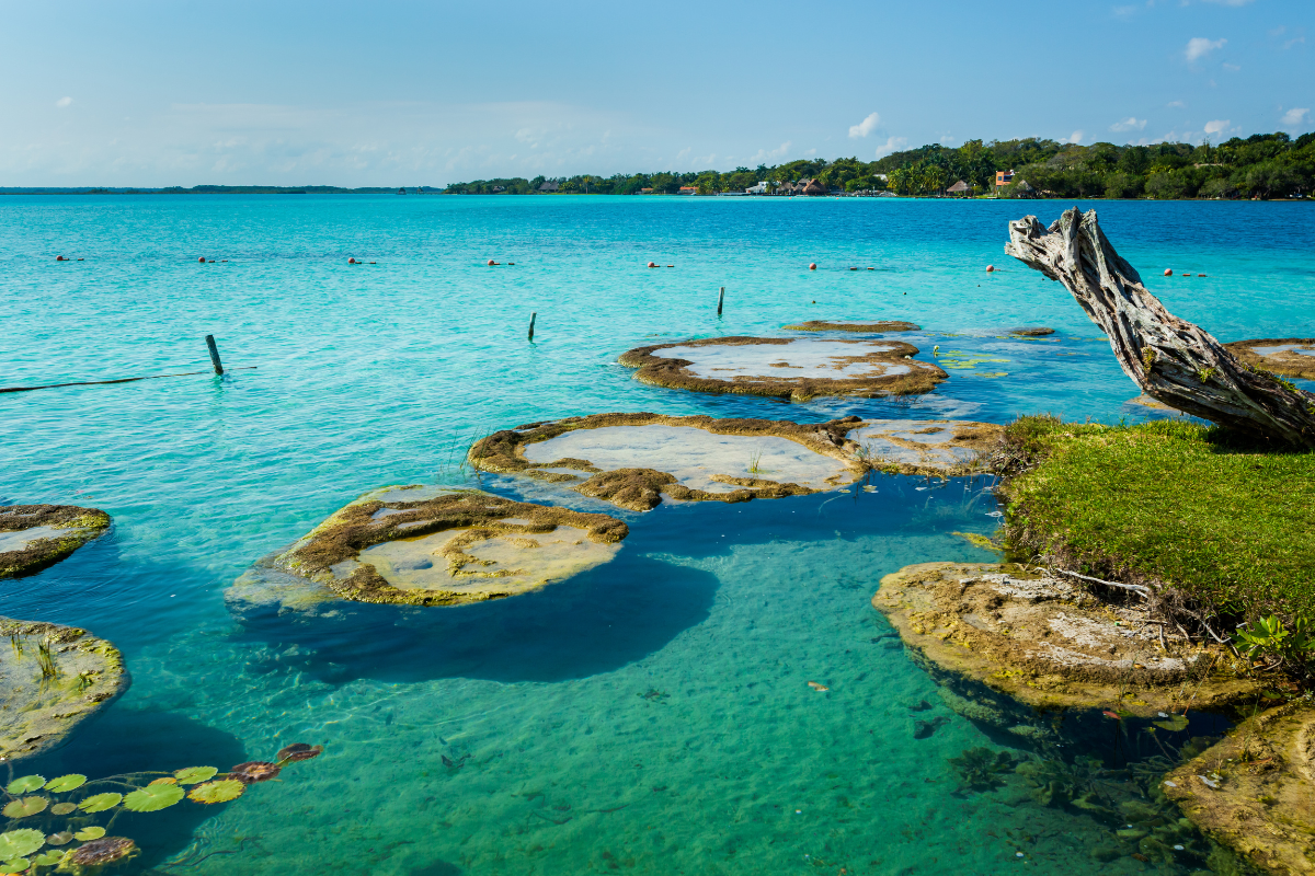 Bacalar
