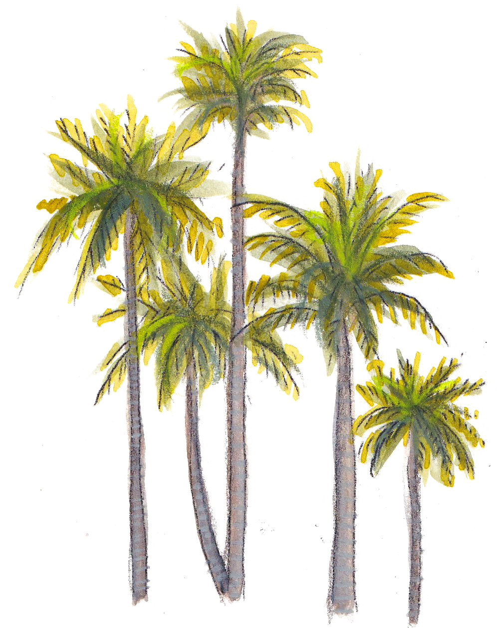 palmeras